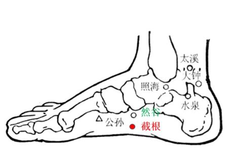 截根穴位置|截根穴:穴位簡介,主要功效,針灸部位,